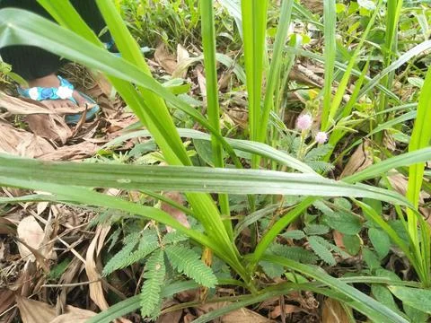 The use of nature as a practice of natural knowledge 스톡 사진