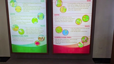 Use or Not? Guidelines for Utilizing Trees Responsibly Stock Footage 313562641