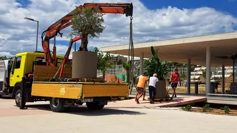 Use a pallet jack to move a potted palm tree Stock Footage 316890033