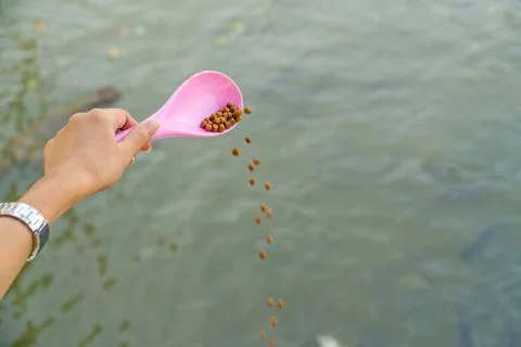 Use a pink spoon to feed the fish. Stock-Fotos