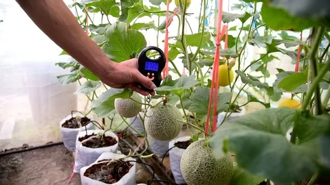 Use portable Digial scale for fresh melon  weigh in farm Stock Footage 123921908