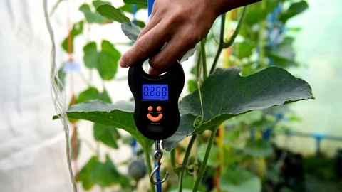 Use portable Digial weigh scale  in farm Stock Footage 117724030