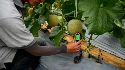 Use soil PH meter for check the PH value Stock Footage 263558155