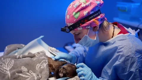 Use of special devices during surgery on a dog's teeth. Stock Footage 256913001