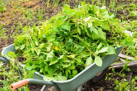 Use of weeds pulled out as result of weeding as mulch - to cover the soil fro Stock Photos