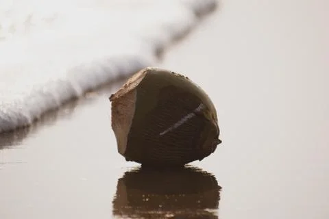 Used Coconut on the Beach. Stock Photos