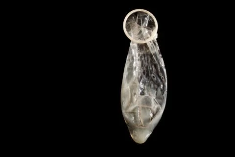Used condom with sperm Stock Photos