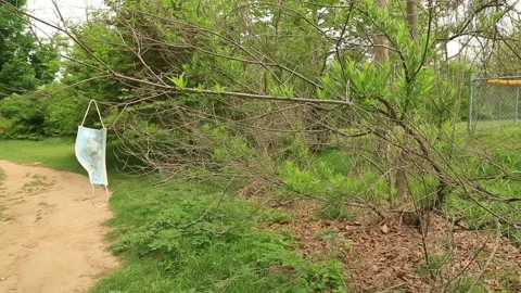 Used Covid Mask hanging in a tree Video stock 152183261