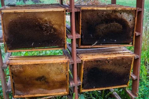 Used honeycombs, wax frames after pumping honey from them. Stock Photos