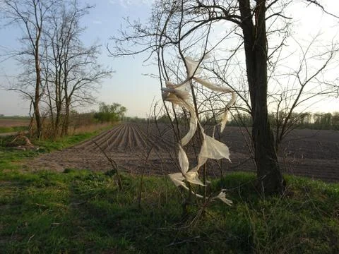 Used plastic hangs on a tree in Lesser Poland Stock Photos