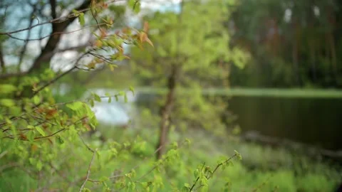 Used protective face mask is lying on the ground in a city park, Walking people Stock Footage 171987679
