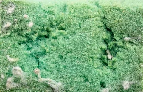 Used sponge for cleaning Stock Photos