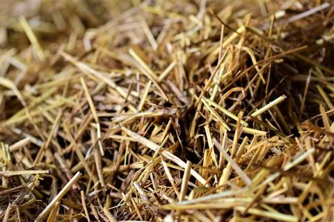Used straw in the open stable as a close up Foto stock