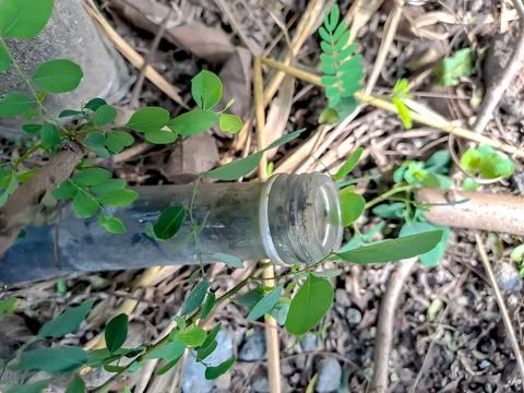 Used syrup bottles embedded in the ground with green grass in between the bot Stock Photos