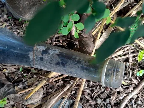 Used syrup bottles embedded in the ground with green grass in between the bot Stock Photos