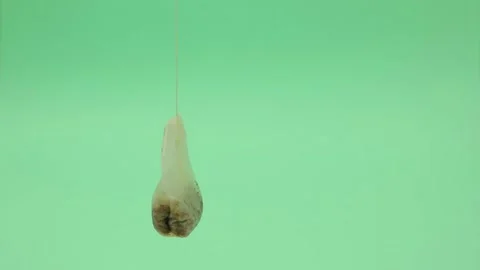Used tea bag on green background Stock Footage 151864280