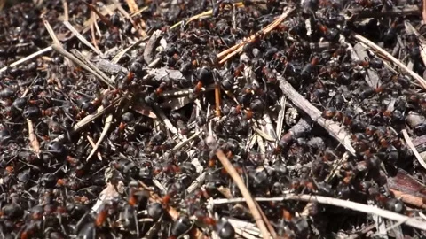 Useful and hardworking ants in the forest anthill Stock Footage 161355260