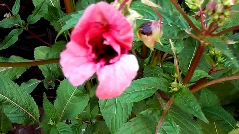 Useful insect bee collects nectar with flower Stock Footage 116424390