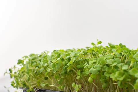 Useful microgreen of arugula Stock Photos