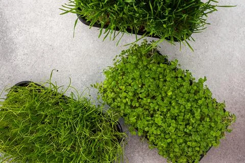Useful microgreen close-up Stock Photos