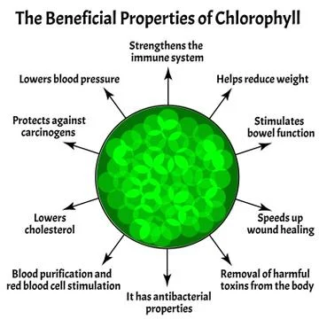 Useful properties of chlorophyll. The structure of chlorophyll. Vector Illustrazione stock