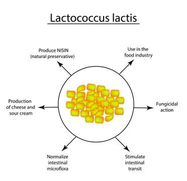 Useful properties of lactobacillus. Probiotic. Lactococcus lactis. Infographics Stock Illustration
