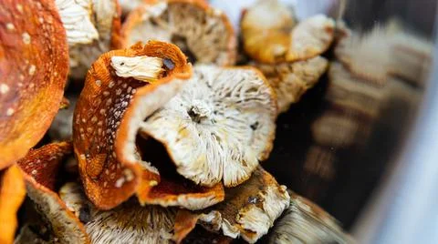Useful properties of red fly agaric. The oldest entheogen - muscarine, muscim 스톡 사진