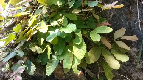 Useful wild plants Stock Footage 331206819