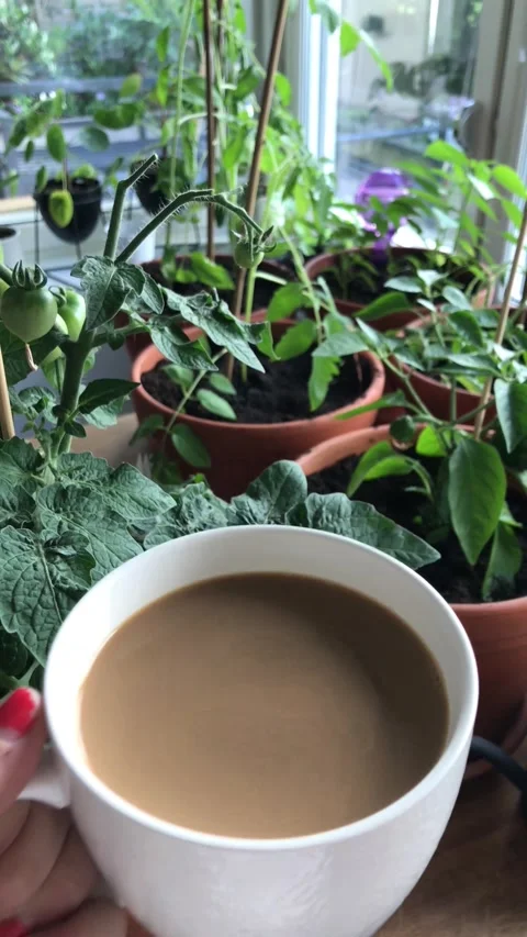 User generated content of drinking coffee indoors among tomato plants Stock Footage 154398531