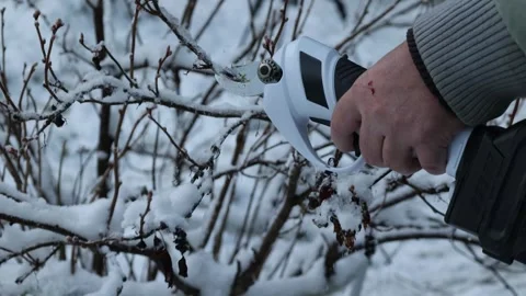 Users hands trimming currant bushes with cordless garden shears, right view Stock Footage 326966386