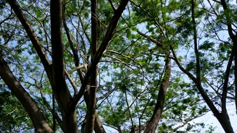 Ush tree cinematic Stock Footage 213065074
