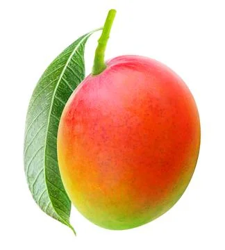 Usilated hanging red mango Stock Photos
