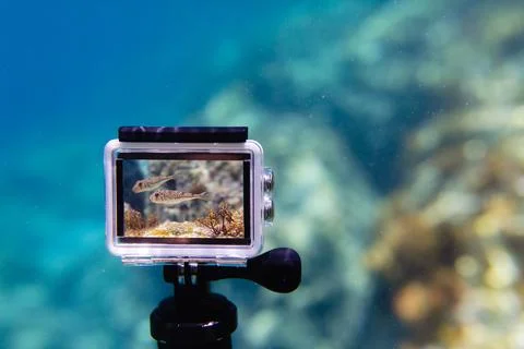 Using action-camera in waterproof box to make photos and video underwater Stock Photos