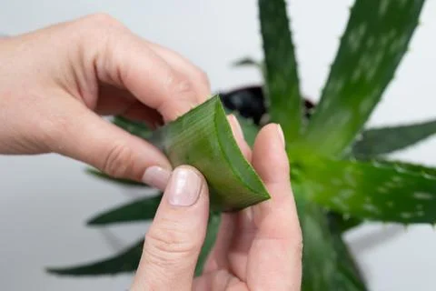 Using Aloe Vera Leaf for Natural Remedies and Skincare Benefits Stock Photos