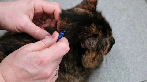 Using of anti-flea drops to treat a cat. Pets prevention of tick. A blue blister 動画素材 316060156