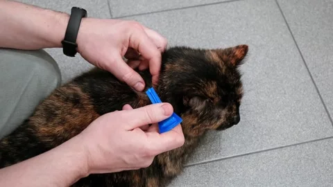 Using of anti-flea drops to treat a cat. Pets prevention of tick. A blue blister Stock Footage 317614291