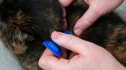 Using of anti-flea drops to treat a cat. Pets prevention of tick. A blue blister Stock Footage 317614502