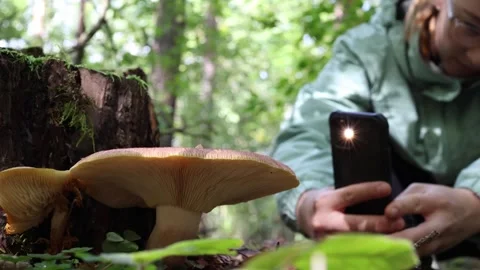 Using artificial intelligence to identify wild mushrooms with a smartphone Video stock 347813351