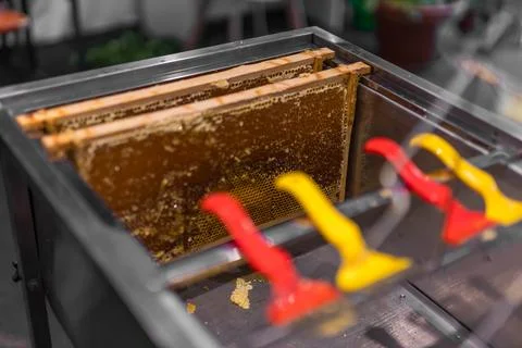 Using beekeeping tools for opening wax cells full of ready product. Stock Photos