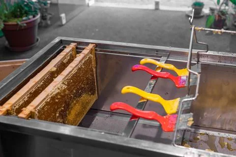 Using beekeeping tools for opening wax cells full of ready product. Stock Photos