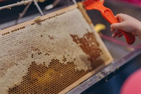 Using beekeeping tools for opening wax cells full of ready product. Stock Photos