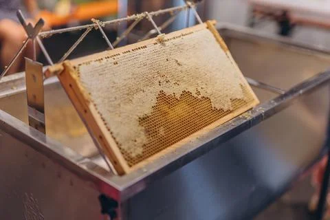 Using beekeeping tools for opening wax cells full of ready product. Stock Photos