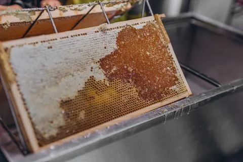 Using beekeeping tools for opening wax cells full of ready product. Stock Photos