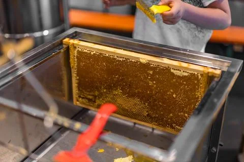 Using beekeeping tools for opening wax cells full of ready product. Stock Photos