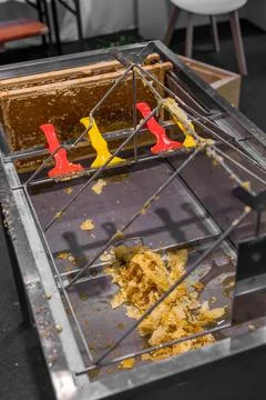 Using beekeeping tools for opening wax cells full of ready product. Stock Photos