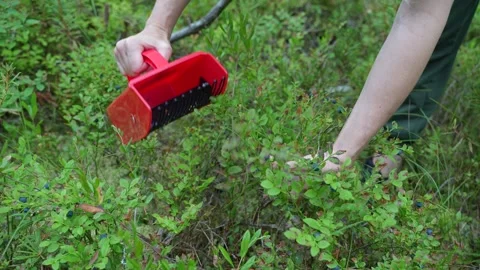 Using a berry picker in the forest to harvest berries. Harvesting blueberries Stockbeeldmateriaal 315220618