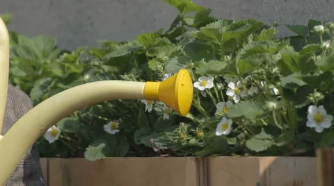 Using can to water strawberry in blossom Stock Footage 7753067