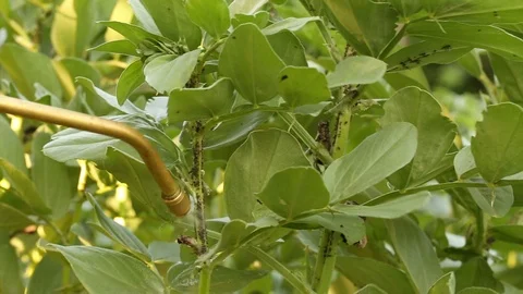 Using caustic potash solution to treat bean crops infected by black bean aphi Vídeos de archivo 90579212
