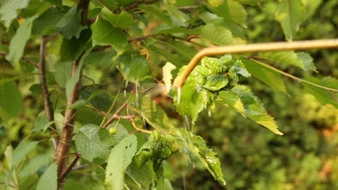 Using caustic potash solution to treat cherry tree infected by black aphids Vídeos de archivo 90579536