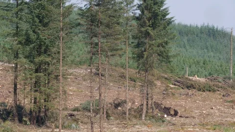 Using chainsaw and wedge bar to fell conifers in clearfell forestry Video stock 108065262